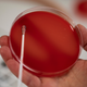 Illustration for article titled Oh No, a Bad Salmonella Has Reached the U.S.